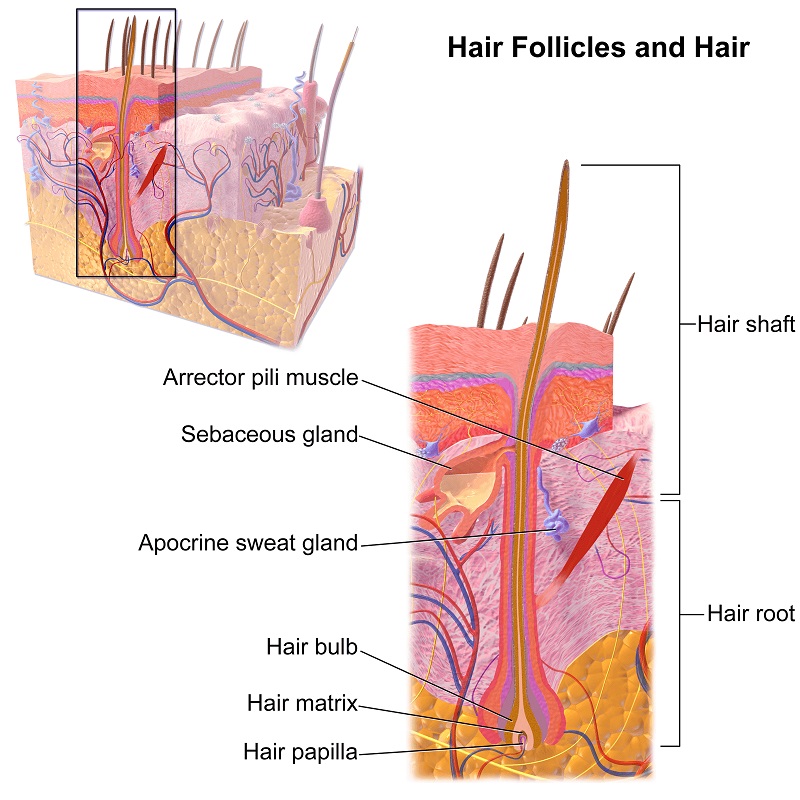 IPL hair removal - how it works